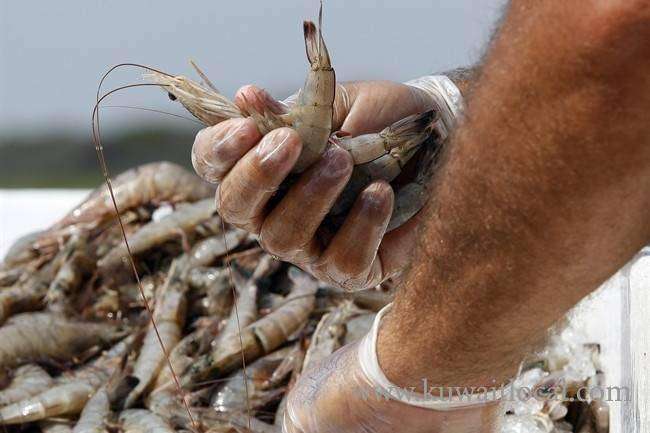 gcd-has-issued-instructions-to-ban-shrimp-fishing-until-sept-1_kuwait