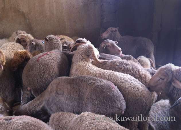 police-have-arrested-3-people-and-looking-for-two-others-for-stealing-sheep-from-livestock-pens_kuwait