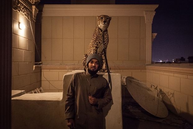 Meet the Kuwaitis who live with their pet cheetahs