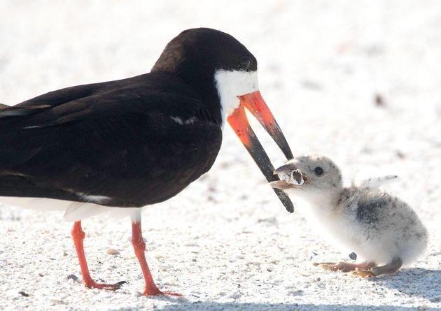 Heartbreaking Photo of Bird Feeding a Cigarette Butt To His Baby is Proof How Humans failed