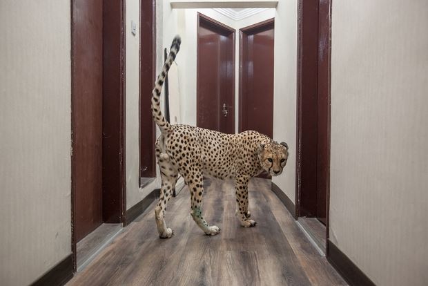 Meet the Kuwaitis who live with their pet cheetahs