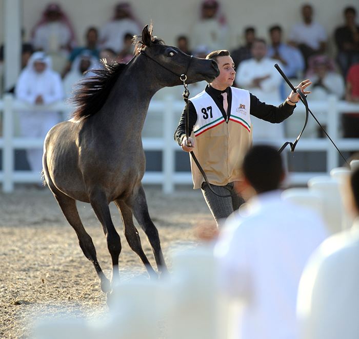Egyptian horse beauty contests kick off in Kuwait