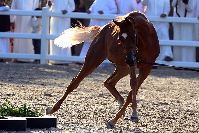 Egyptian horse beauty contests kick off in Kuwait