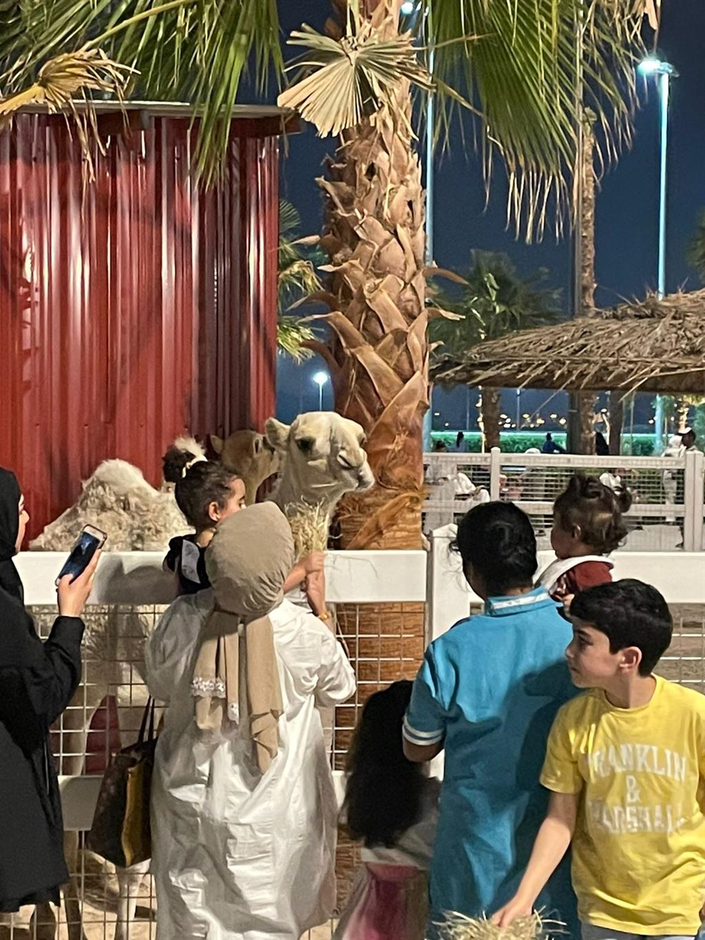 Murouj Farm Sabhan Kuwait Camel Feeding
