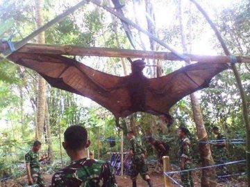 Pics of Huge Bats From Philippines Are Going Viral , Know More About Giant Golden-Crowned Flying Fox