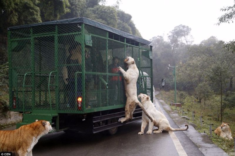 This Is China Most Ferocious Zoo - Where People Are Caged And Animals Roam Free