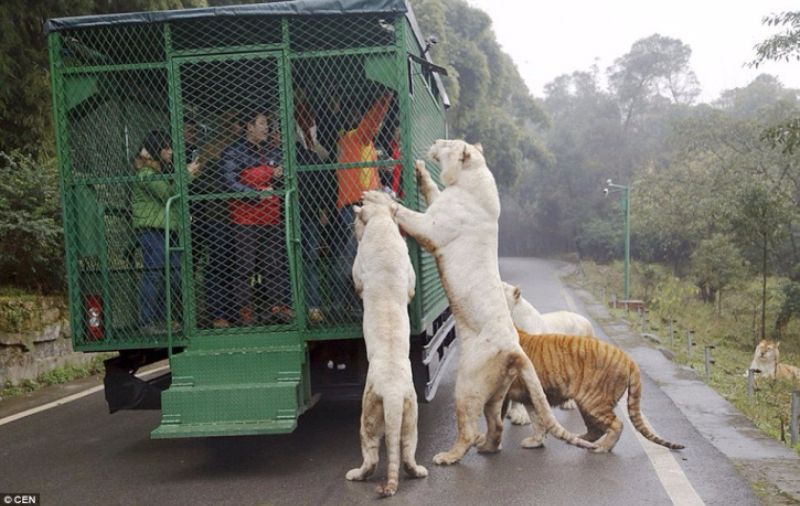 هذا هو الصين حديقة الحيوان الأكثر شرسة - أين الناس قفص والحيوانات تجول مجانا
